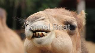 Camel Beat (CleanBeatSeries -CBS-)