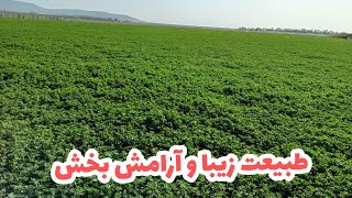 طبیعت زیبا و آرامش بخش