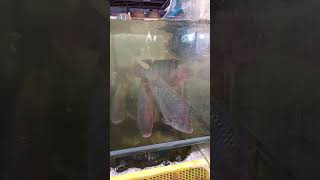 Fresh from aquarium #hectortvvlogs #fishing #shorts #shortsvideo #shortsviral