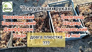 Сорти фундука для дому. Очищаємо горіх від плюстки