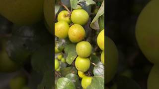 Indian jujube | wild jujube | tok kul #shorts #jujube #kul #fruits