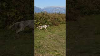 Caccia con il Setter inglese Luna