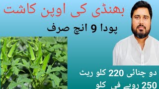 الحمداللہ اوپن کاشت بھنڈی کی 2 چنائی کر لی ہیں ۔ Open Field Okra picking start