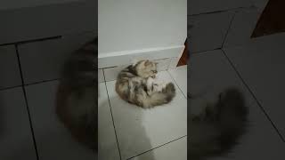 #VIDEOSHORTS #PECINTAKUCING #KUCINGLUCU