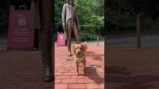 Mr.Potato visited Monticello #cutedog #dog #dogs