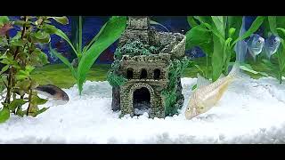 Acvariu 30 litri, LED, nisip alb - Fishtank with white sand, calm and relaxing