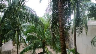 Typical Tropical Storm In México