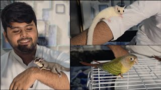 Sugar Glider Pair In Mumbai || Al Mehtab Goat Farm