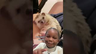 #hedgehog #animals #cute #pets #cuteanimals #love #kids