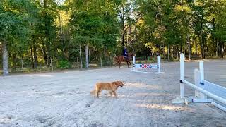 Jumping BAREBACK In The New Riding ARENA