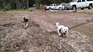 Battle of the midgets: Little dogs race to get a sweet surprise snack!