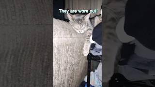 sleepy cat #shorts  #youtubeshorts #catvideos