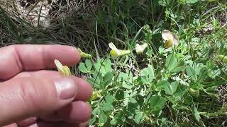 Le Tétragonolobe, Fabacée Typique, RARE et Magnifique - The Dragon's-Teeth, a Beautifull Fabaceae