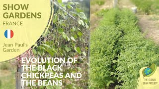 Evolution of Chickpeas and Beans (July) – Jean-Paul’s Garden 🇫🇷 #3 | Global Bean Show Gardens