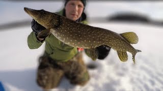 Big Pike On THIN Leader (Textbook Ice Fishing Afternoon)