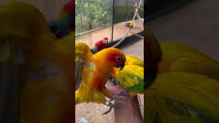 Parrot🦜#youtubeshorts#parrots#shorts#viral#shortsviral