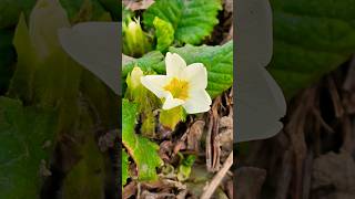 Primrose, a species of Primroses. #photography #shorts #macro #viral #nature #flowers #beauty