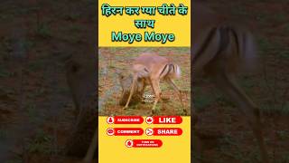 Dekho kaise hiran ne banaya bebakoof #animals #wildanimals #shortsviral