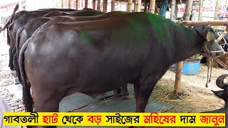 qurbani eid 2021: Big buffalo price in bangladesh ! gabtoli gorur haat 2021