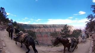 Mules on Grand canyon South Kaibab Trail - 360 vr (4K)