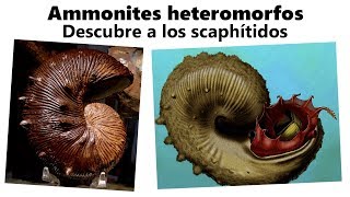 Scaphítidos. ¡Cambia tu visión sobre los ammonites!