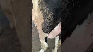 #trending #animals #viral #cow #ytshorts #shortvideo