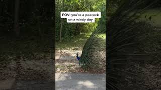 Not always easy being beautiful! #peacock