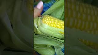 corn #corn #vegetables #vegetarian