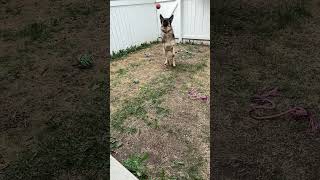 Charlie plays fetch #shorts #germanshepherdpuppy #viraldogsvideos #cutedogs #1kviews #subscribe