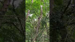 👀 Rehoming the Large Bee swarm 🐝 caught earlier this week (Part 2) #beefriendly #shorts