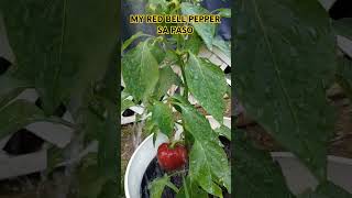 WATERING MY RED BELL PEPPER SA PASO SO MADAMING BUNGA #redbellpepper #gardeningideas #shorts #viral