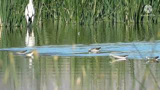 Pitotoy Grande (Tringa melanoleuca)