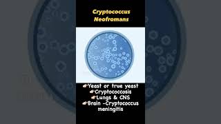 NEET PG |NEET MDS/ INICET / INBDE - MICROBIOLOGY- Cryptococcus neoformans