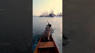 Frozen Dal Lake! #Kashmir