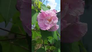 ColourChangingflower #mygarden#shortsvideo #youtubeshorts#shortsfeed #reels#ytshorts#like#subscribe