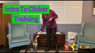 Introduction to Clicker Training