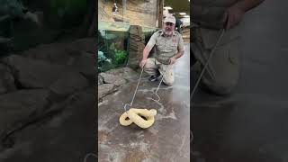 Don’t tread on this albino rattlesnake 😬 #rattlesnake #reptile #donttrythisathome