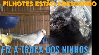 Os filhotes  estão crescendo, hoje foi o dia de trocar os ninhos.