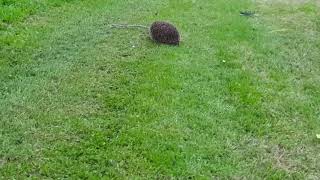 Hedgehog on front lawn