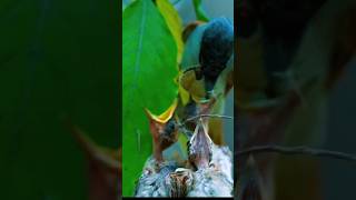 Feeding Frenzy: Mother Bird Shares Butterflies with Her Hungry Chicks! 🐣 #trendingshorts #shortsfeed