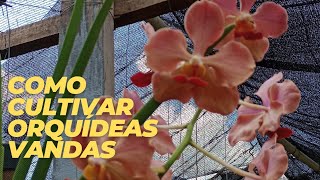 COMO CULTIVAR ORQUÍDEAS VANDAS