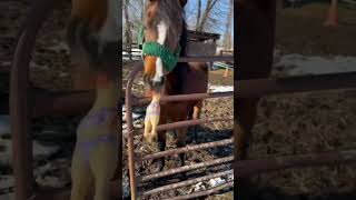 Yearling named Daisy loves playing with rubber chicken : 3