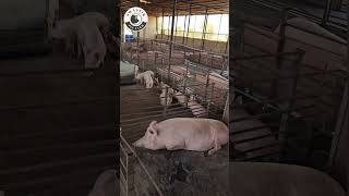 Large White York Shire Breed Pigs.#pigindustry #pigbreeding #swastikpigfarm