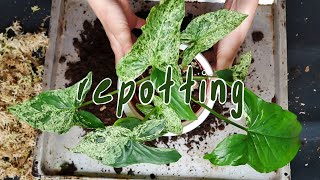 REPOT WITH ME | syngoium, plnts challenge