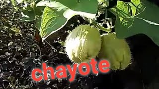 la planta de chayote