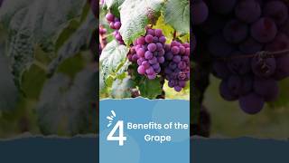 Surprising Benefits of Grapes 🍇✨ #grape  #shorts  #health #nutrition