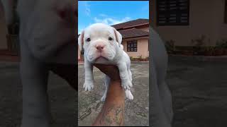 Pocket size American bully puppies available Chennai Tamil Nadu #ameicanbully #puppiessale