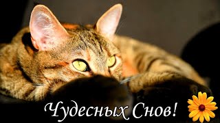 🎵😴Чудесных снов, спокойной ночи. 🐱Пускай приснится то,что хочешь. Шикарное пожелание СПОКОЙНОЙ НОЧИ🎵