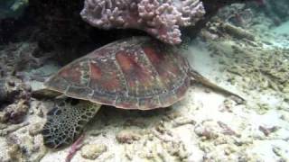 Turtle Scratch Snorkeling Great Barrier Reef Australia