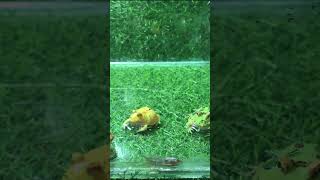 Why are you chasing me ? full https://shorturl.at/ZO7RZ #shorts #frog #funny #animals #youtubeshorts